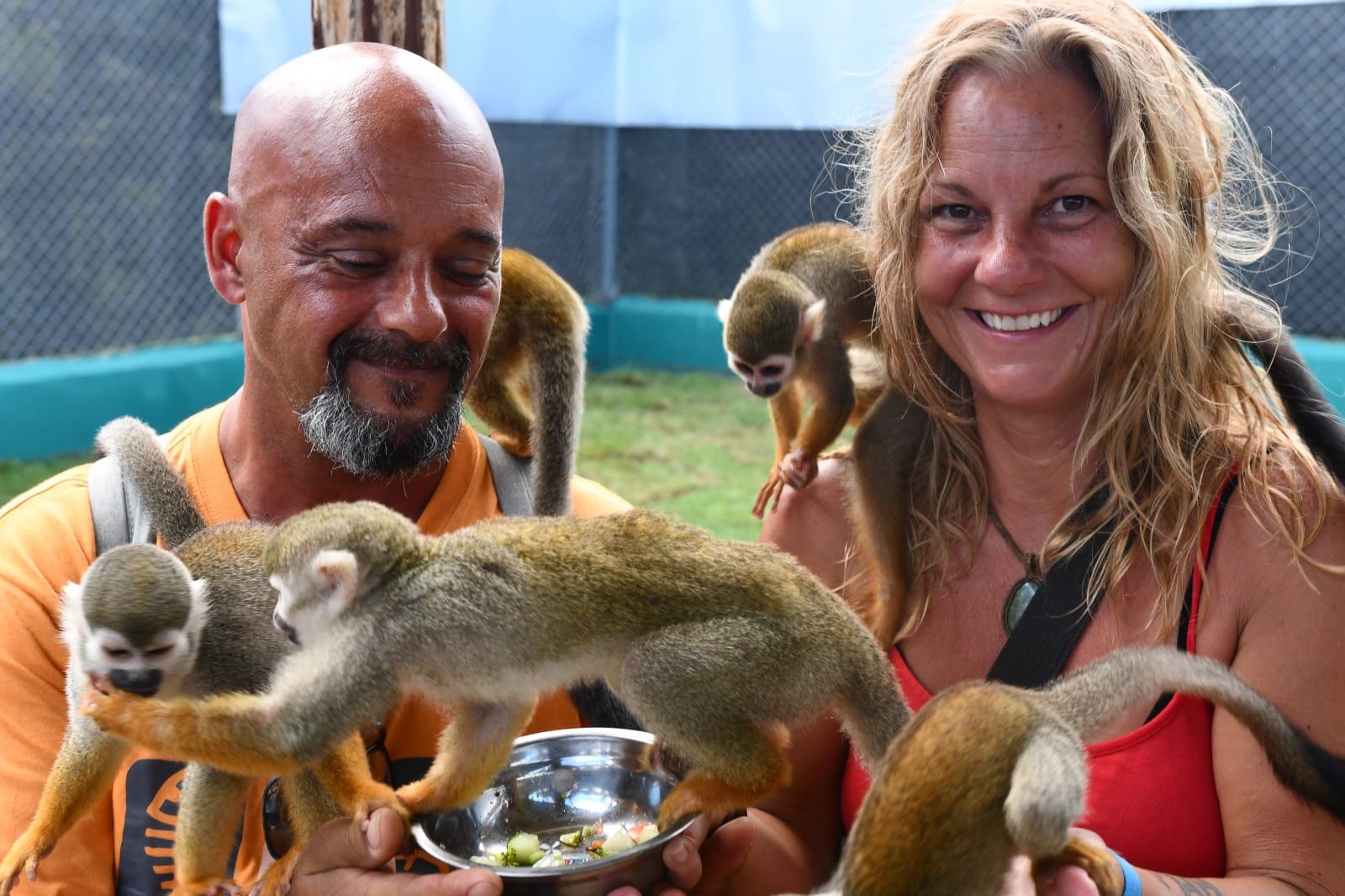Squirrel monkey at a Puerto Plata sanctuary