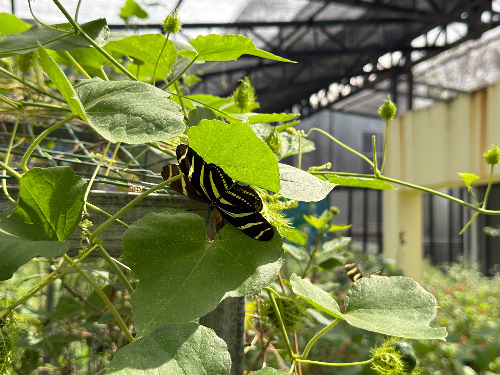 Black-and-yellow tropical butterfly resting on green leaves