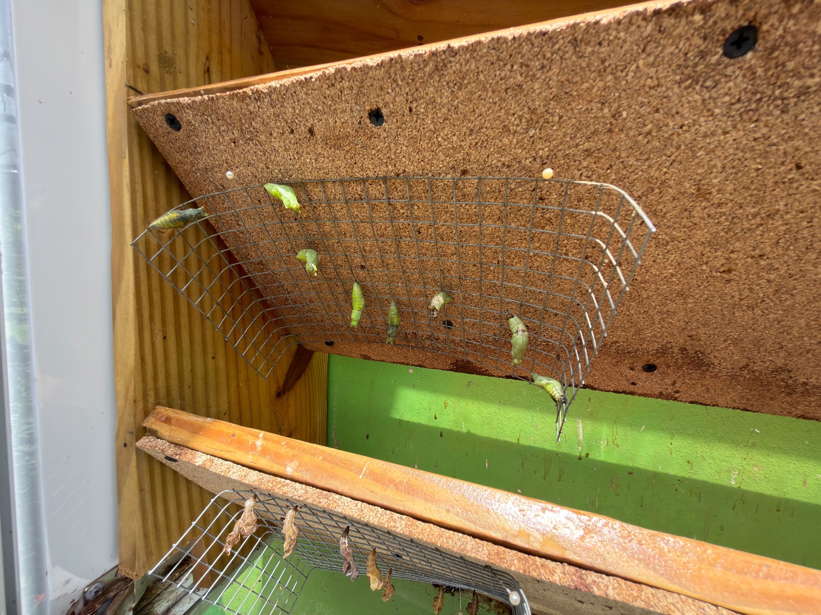 Butterfly chrysalises hanging inside a protected nursery display