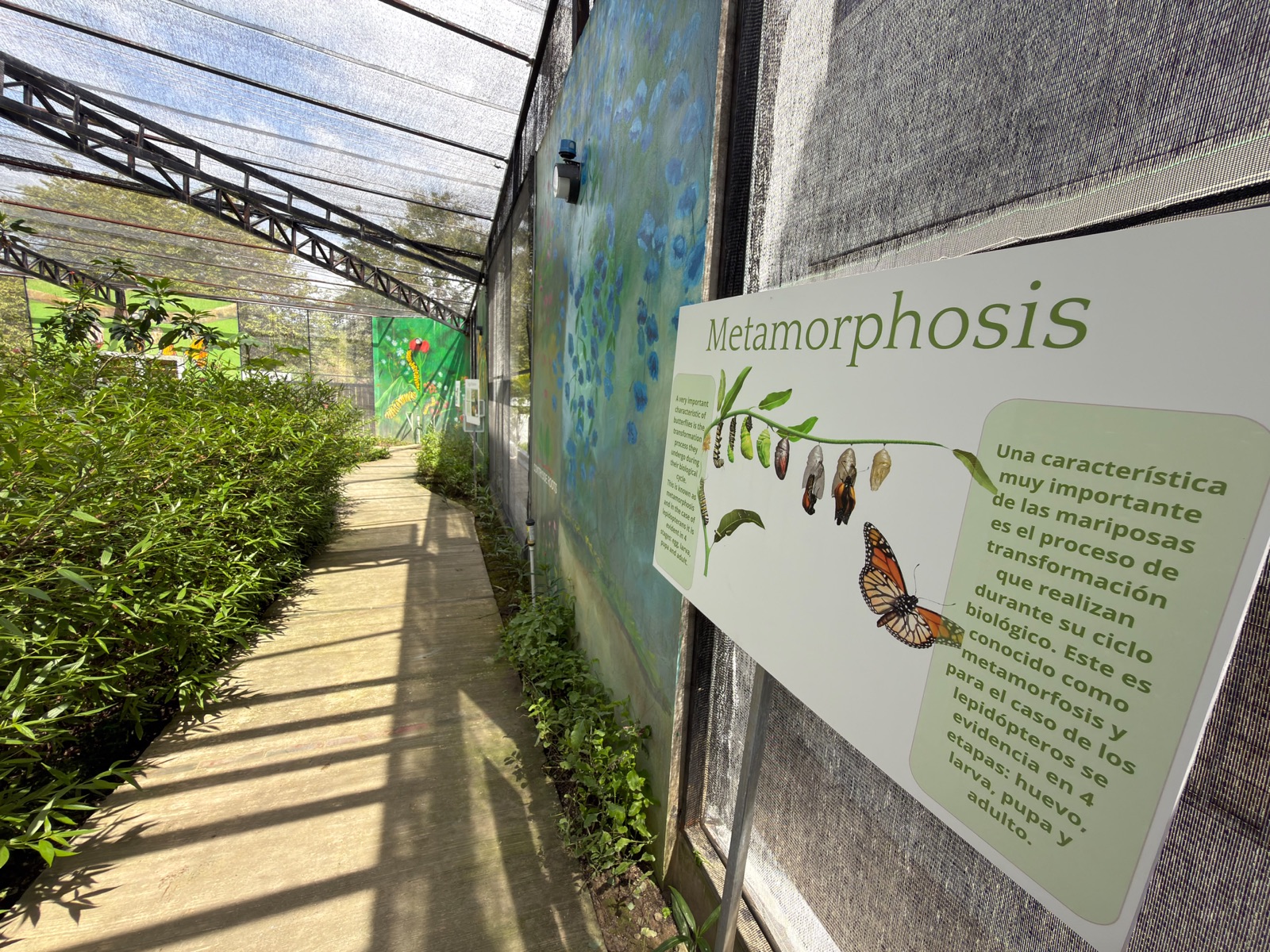 Butterfly garden walkway beside an educational metamorphosis exhibit