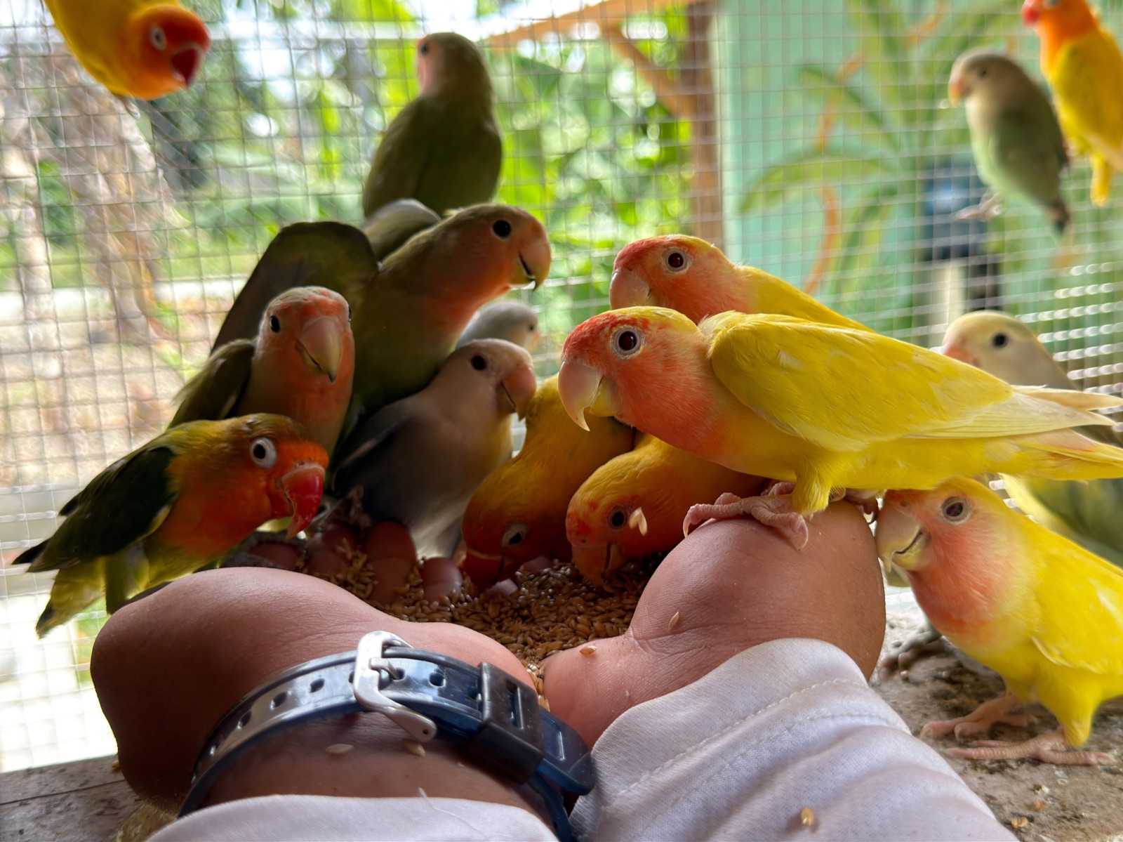 Colorful lovebirds eating seeds from a visitor's hands in an aviary