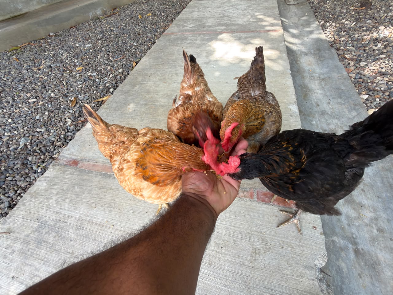 Colorful farm birds eating seeds from a visitor's hand in Puerto Plata