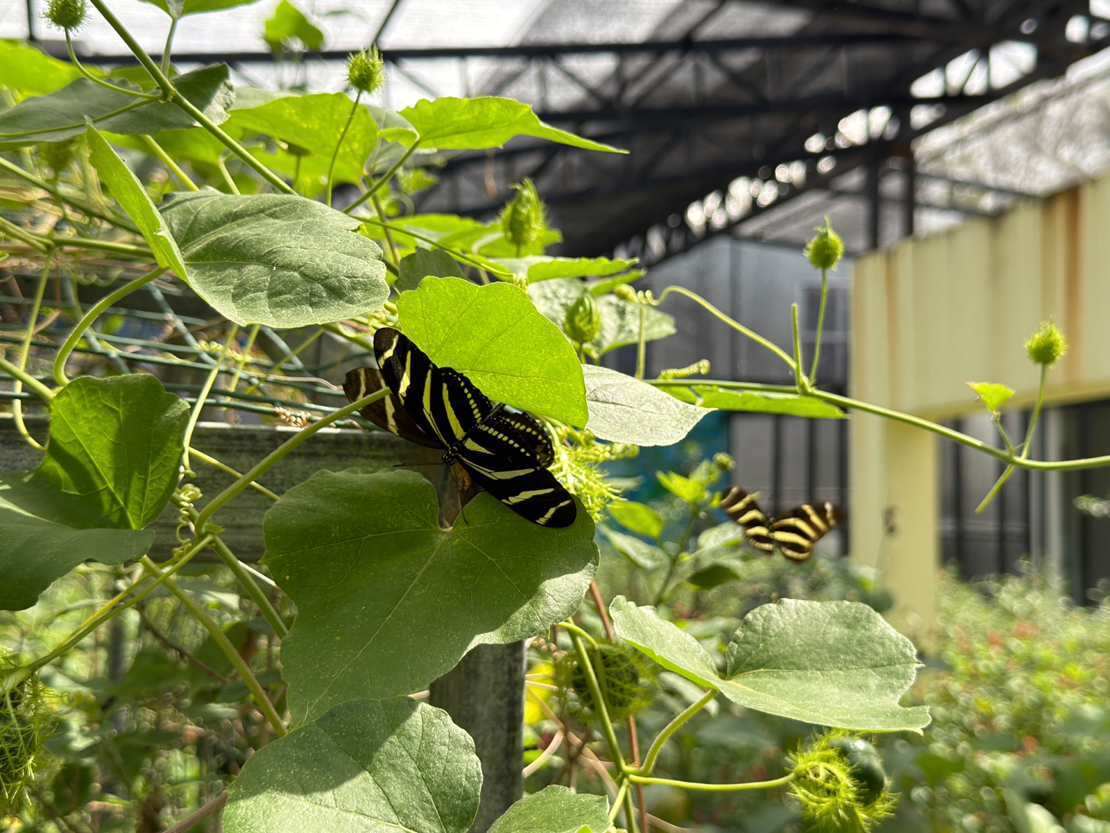 Two black-and-yellow tropical butterflies among sunlit green leaves